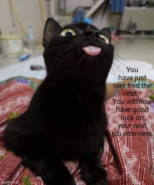 Please enjoy your stay with Fred the cat | image tagged in cat,wholesome,meme,memes | made w/ Imgflip meme maker