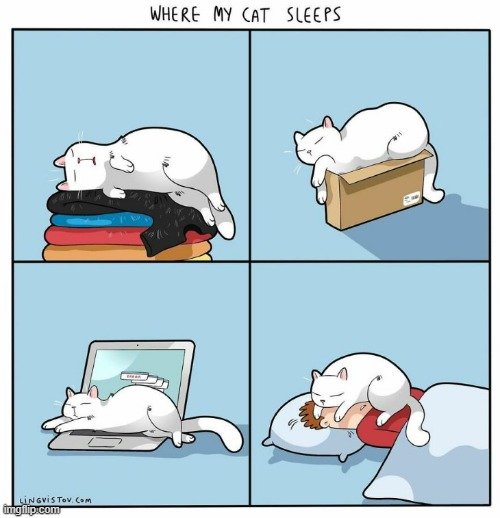 A Cat's Way Of Thinking | image tagged in memes,comics,cats,warm,sleeping,the best | made w/ Imgflip meme maker