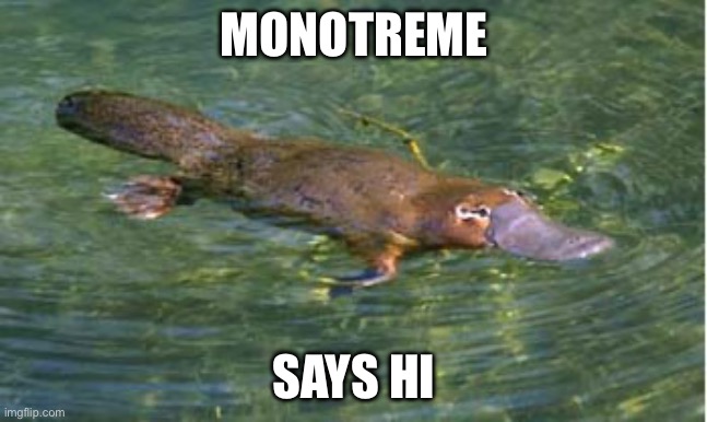 Platypus | MONOTREME; SAYS HI | image tagged in platypus by strongly opinionated platypus | made w/ Imgflip meme maker