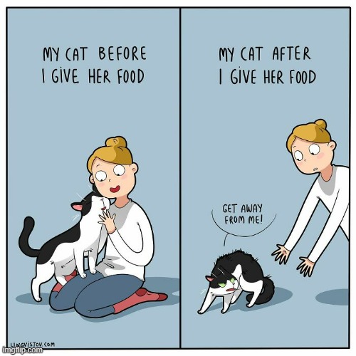 A Cat Lady's Way Of Thinking | image tagged in memes,comics,cat lady,cats,before and after,feeding | made w/ Imgflip meme maker