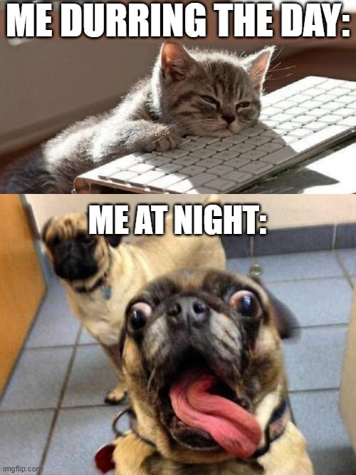 True story | ME DURRING THE DAY:; ME AT NIGHT: | image tagged in too tired,memes,funny,true story,dogs,cats | made w/ Imgflip meme maker