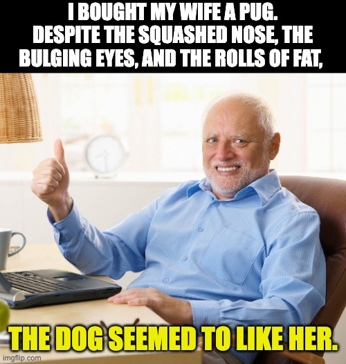 Pug | I BOUGHT MY WIFE A PUG. DESPITE THE SQUASHED NOSE, THE BULGING EYES, AND THE ROLLS OF FAT, THE DOG SEEMED TO LIKE HER. | image tagged in hide the pain harold | made w/ Imgflip meme maker
