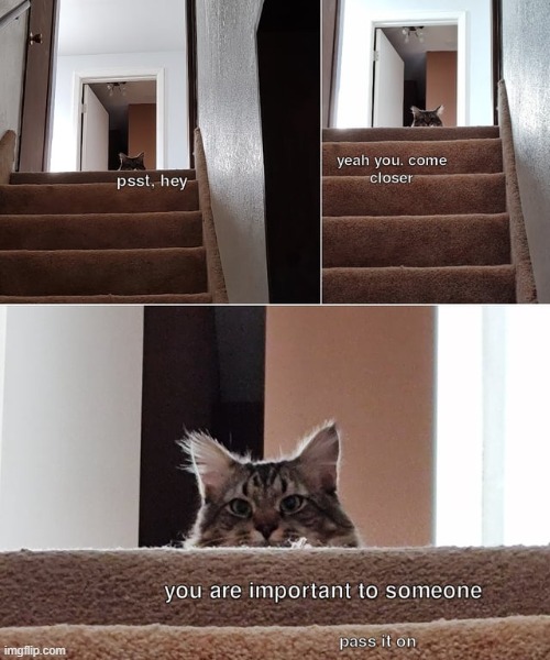 Remember that. | image tagged in wholesome,wholesome content,cats,memes,funny,remember | made w/ Imgflip meme maker