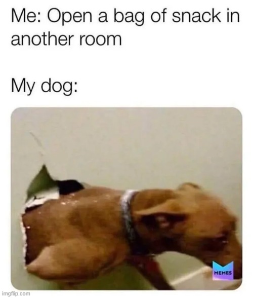 i agree to this LOL | image tagged in wholesome,wholesome content,repost,dogs,memes,funny | made w/ Imgflip meme maker