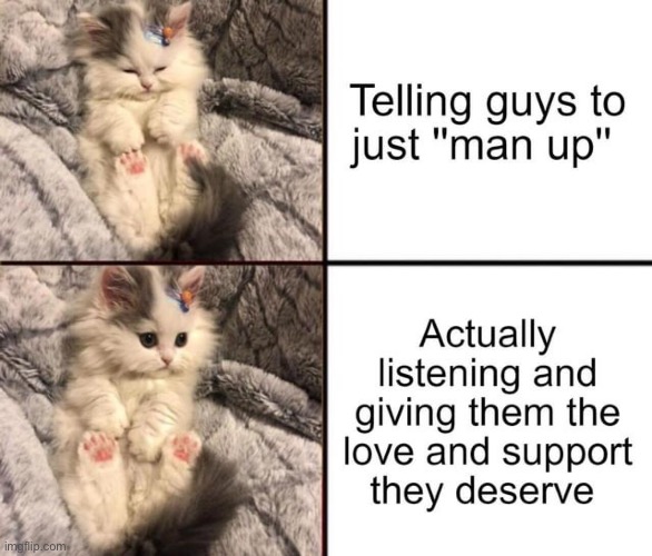 image tagged in cats,repost,wholesome,wholesome content,memes,funny | made w/ Imgflip meme maker