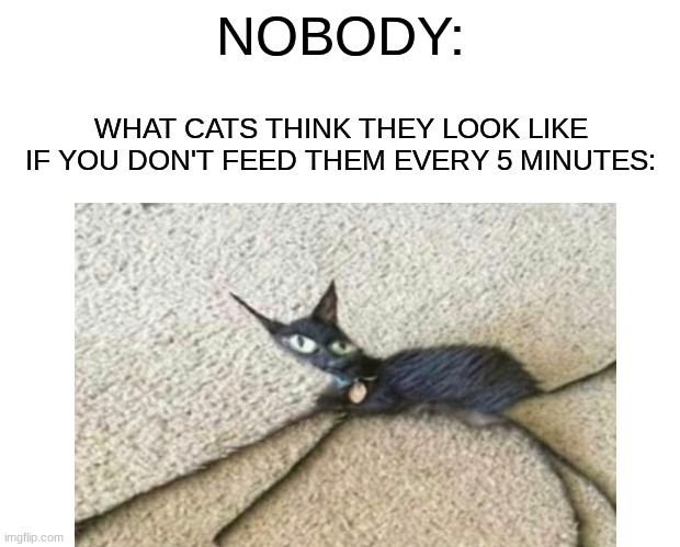 shronk | NOBODY:; WHAT CATS THINK THEY LOOK LIKE IF YOU DON'T FEED THEM EVERY 5 MINUTES: | image tagged in cats,memes,funny,skinny,relatable | made w/ Imgflip meme maker