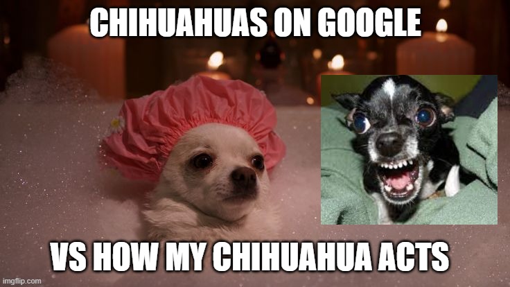 Can anyone relate?? | CHIHUAHUAS ON GOOGLE; VS HOW MY CHIHUAHUA ACTS | image tagged in funny chihuahua,meme,funny | made w/ Imgflip meme maker
