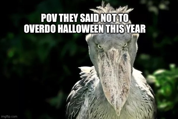 Yes | POV THEY SAID NOT TO OVERDO HALLOWEEN THIS YEAR | image tagged in devious shoebill,yes | made w/ Imgflip meme maker