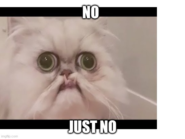 no just no | NO; JUST NO | image tagged in grumpy cat | made w/ Imgflip meme maker