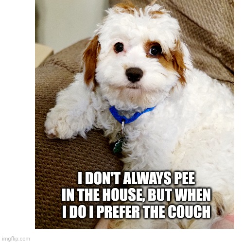 I DON'T ALWAYS PEE IN THE HOUSE, BUT WHEN I DO I PREFER THE COUCH | image tagged in cute puppies,dogs,the most interesting man in the world,puppy | made w/ Imgflip meme maker