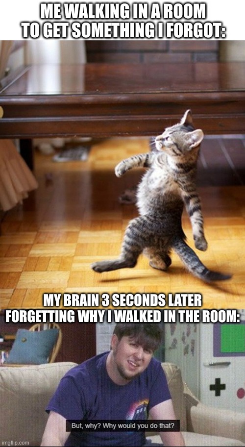 forgot what you forgot | ME WALKING IN A ROOM TO GET SOMETHING I FORGOT:; MY BRAIN 3 SECONDS LATER FORGETTING WHY I WALKED IN THE ROOM: | image tagged in cat walking like a boss,but why why would you do that | made w/ Imgflip meme maker