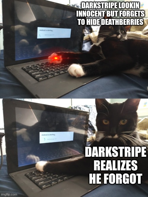 Keyboard Warrior Cat | DARKSTRIPE LOOKIN INNOCENT BUT FORGETS TO HIDE DEATHBERRIES; DARKSTRIPE REALIZES HE FORGOT | image tagged in keyboard warrior cat | made w/ Imgflip meme maker