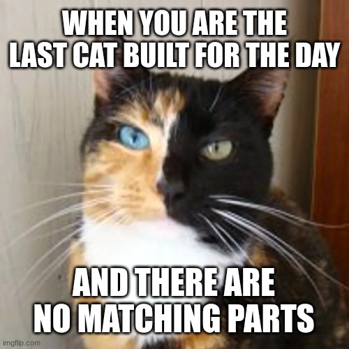 WHEN YOU ARE THE LAST CAT BUILT FOR THE DAY; AND THERE ARE NO MATCHING PARTS | image tagged in tortishell,cat,meme | made w/ Imgflip meme maker