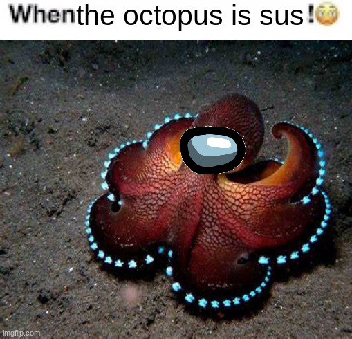 the octopus is sus | made w/ Imgflip meme maker