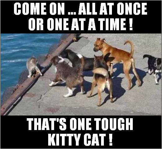 Outnumbered Cat Vs Dogs ! | COME ON ... ALL AT ONCE
OR ONE AT A TIME ! THAT'S ONE TOUGH
 KITTY CAT ! | image tagged in cats,outnumbered,dogs,fighting,tough | made w/ Imgflip meme maker