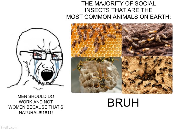 I’m not making fun of people with any of the views represented in this image | THE MAJORITY OF SOCIAL INSECTS THAT ARE THE MOST COMMON ANIMALS ON EARTH:; MEN SHOULD DO WORK AND NOT WOMEN BECAUSE THAT’S NATURAL!!!1!!11! BRUH | made w/ Imgflip meme maker