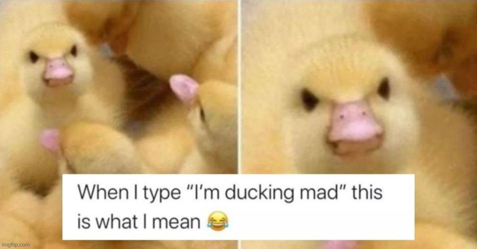 Too funny | image tagged in memes,wholesome | made w/ Imgflip meme maker
