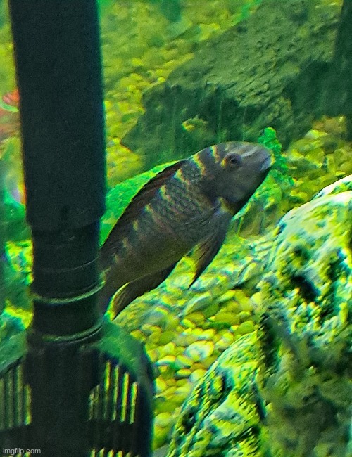 Zimbus the Blunthead Cichlid | image tagged in zimbus the blunthead cichlid | made w/ Imgflip meme maker