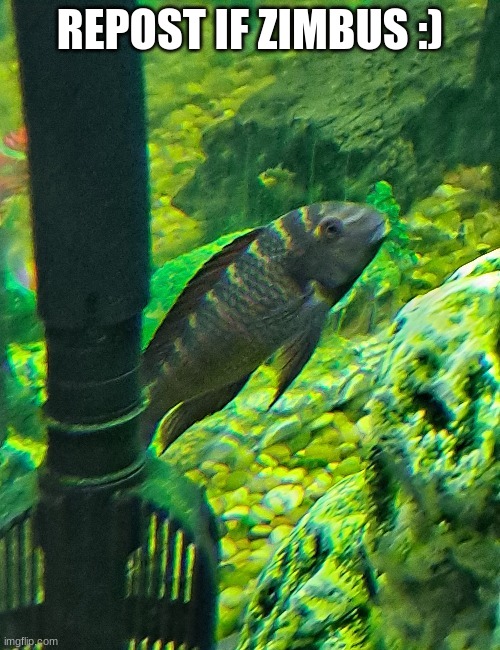 Zimbus the Blunthead Cichlid | REPOST IF ZIMBUS :) | image tagged in zimbus the blunthead cichlid | made w/ Imgflip meme maker