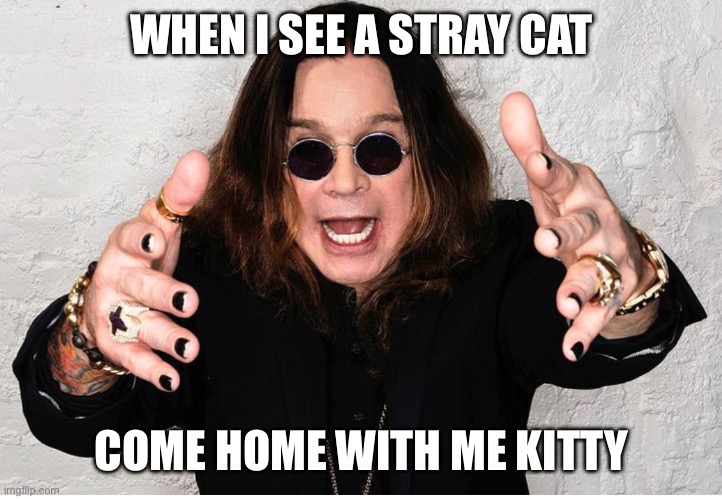 Ozzy Stray Cats | WHEN I SEE A STRAY CAT; COME HOME WITH ME KITTY | image tagged in ozzy osbourne,pussy cats | made w/ Imgflip meme maker