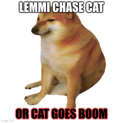 Cheems :) | LEMMI CHASE CAT; OR CAT GOES BOOM | image tagged in cheems | made w/ Imgflip meme maker