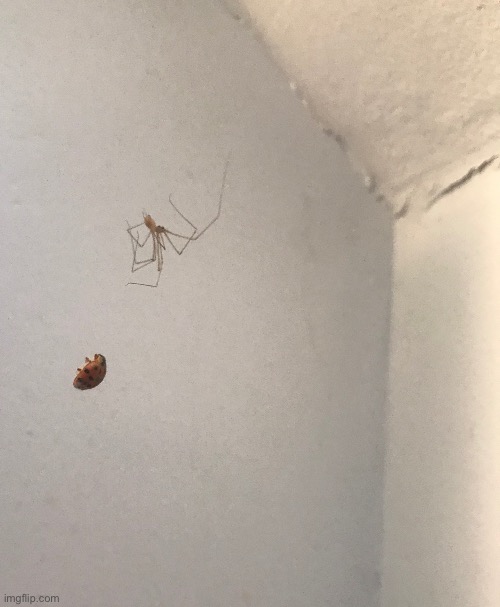 a spider tying up a ladybug in my bathroom - Imgflip