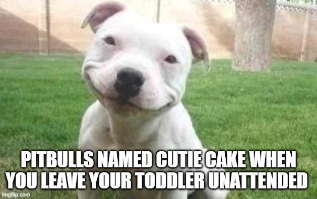Pitbull named cupcake | PITBULLS NAMED CUTIE CAKE WHEN YOU LEAVE YOUR TODDLER UNATTENDED | image tagged in smiling pitbull,funny | made w/ Imgflip meme maker