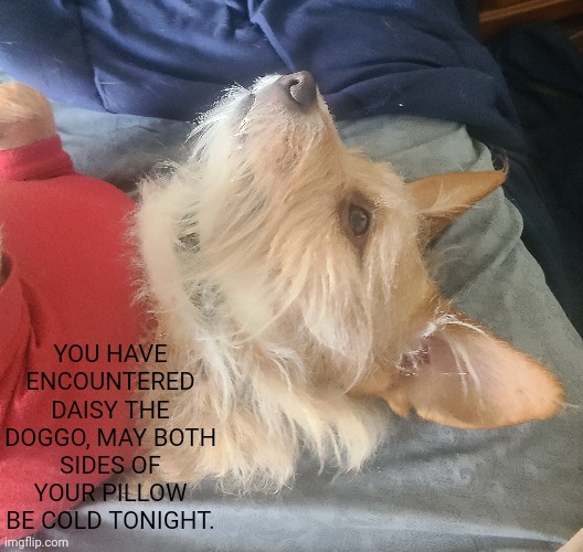 Have an incredible day. | YOU HAVE ENCOUNTERED DAISY THE DOGGO, MAY BOTH SIDES OF YOUR PILLOW BE COLD TONIGHT. | image tagged in wholesome,dog,memes,meme | made w/ Imgflip meme maker