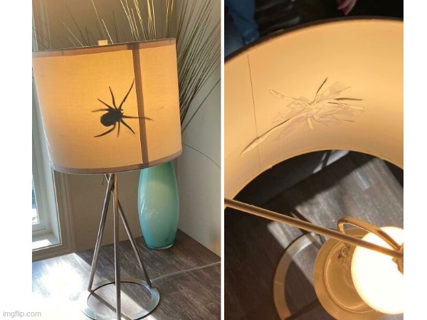 image tagged in funny,spider,prank,with,a,lamp | made w/ Imgflip meme maker