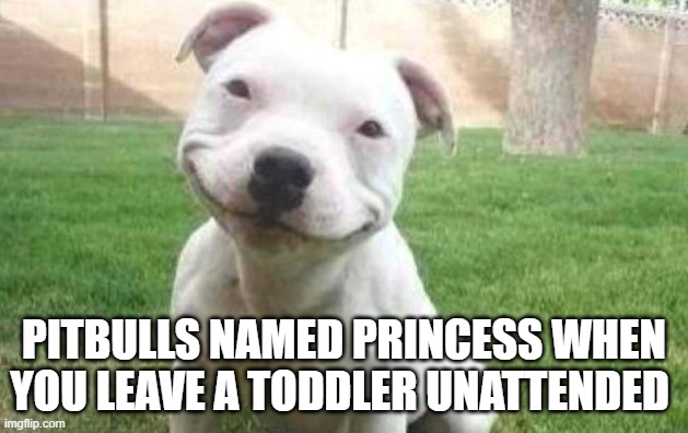 Bro is the toddlers oops | PITBULLS NAMED PRINCESS WHEN YOU LEAVE A TODDLER UNATTENDED | image tagged in smiling pitbull,funny,dark humor,toddler,pitbulls | made w/ Imgflip meme maker
