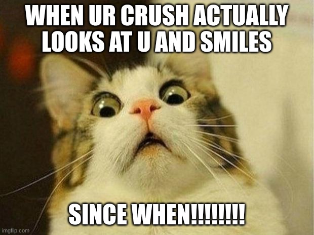 Scared Cat Meme | WHEN UR CRUSH ACTUALLY LOOKS AT U AND SMILES; SINCE WHEN!!!!!!!! | image tagged in memes,scared cat | made w/ Imgflip meme maker