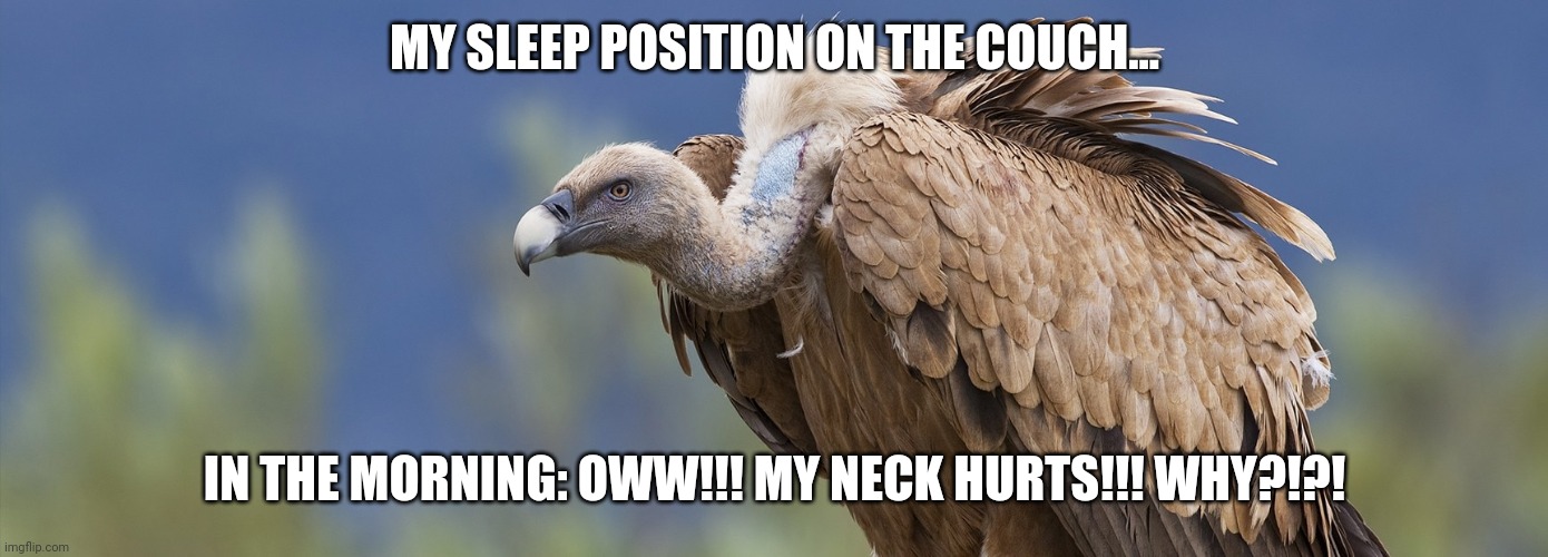 I sleep like a vulture | MY SLEEP POSITION ON THE COUCH... IN THE MORNING: OWW!!! MY NECK HURTS!!! WHY?!?! | made w/ Imgflip meme maker