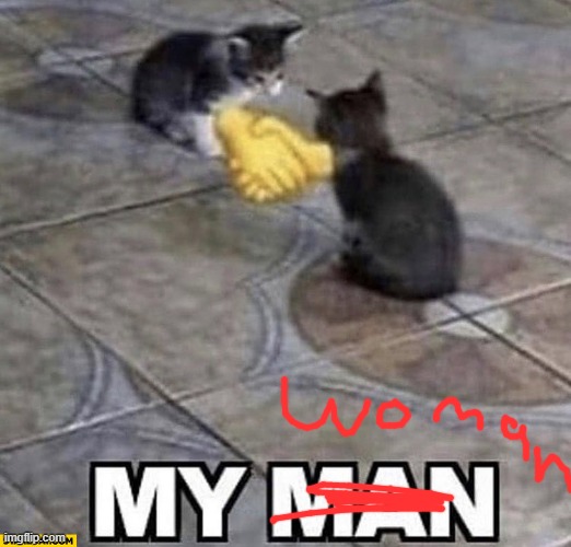 Cats shaking hands | image tagged in cats shaking hands | made w/ Imgflip meme maker