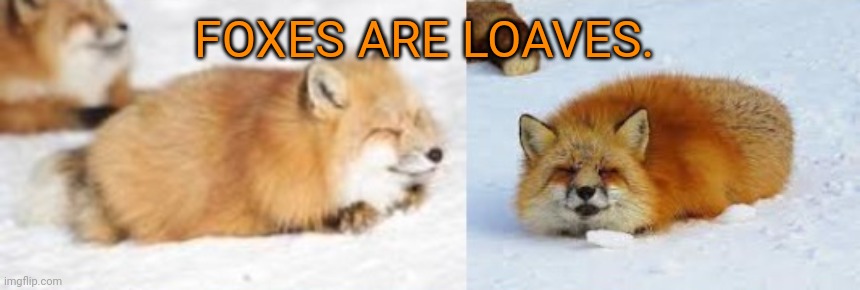 FOXES ARE LOAVES. | made w/ Imgflip meme maker