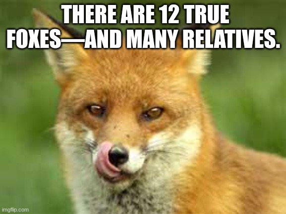 Real Fox fact | THERE ARE 12 TRUE FOXES—AND MANY RELATIVES. | image tagged in fox,facts | made w/ Imgflip meme maker