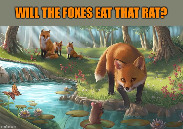 Foxes | WILL THE FOXES EAT THAT RAT? | image tagged in fox facts | made w/ Imgflip meme maker