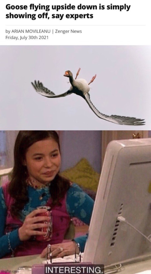 Goose flying upside down | image tagged in icarly interesting,goose,flying,upside down,memes,news | made w/ Imgflip meme maker