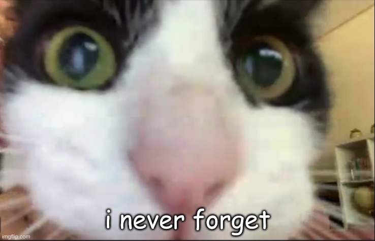 Cat staring at camera | i never forget | image tagged in cat staring at camera | made w/ Imgflip meme maker