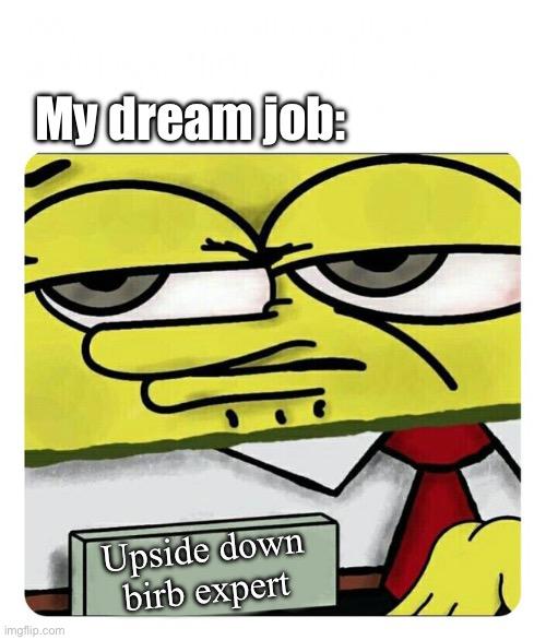Spongebob's meme expert | My dream job:; Upside down birb expert | image tagged in spongebob's meme expert | made w/ Imgflip meme maker