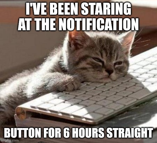 tired cat | I'VE BEEN STARING AT THE NOTIFICATION; BUTTON FOR 6 HOURS STRAIGHT | image tagged in tired cat | made w/ Imgflip meme maker