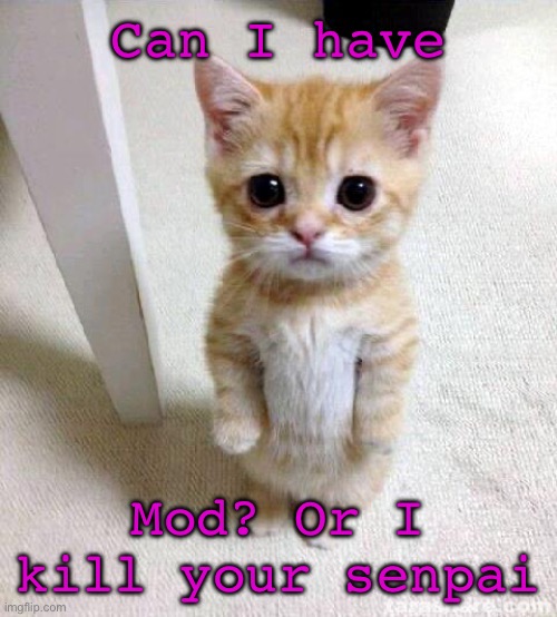 Cute Cat | Can I have; Mod? Or I kill your senpai | image tagged in memes,cute cat | made w/ Imgflip meme maker