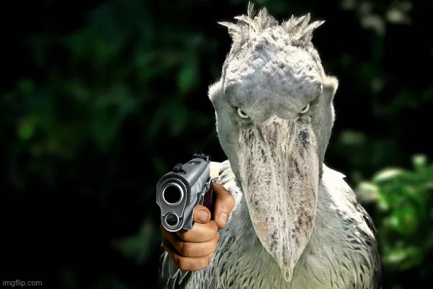 Devious Shoebill | image tagged in devious shoebill | made w/ Imgflip meme maker