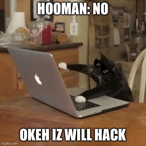 Cat on computer | HOOMAN: NO OKEH IZ WILL HACK | image tagged in cat on computer | made w/ Imgflip meme maker