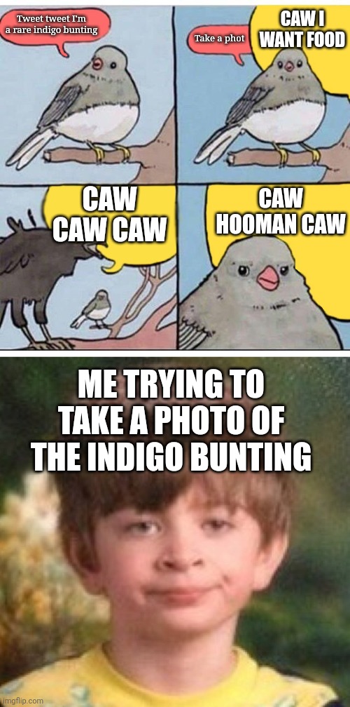 why do crows do this | CAW I WANT FOOD; Tweet tweet I'm a rare indigo bunting; Take a phot; CAW CAW CAW; CAW HOOMAN CAW; ME TRYING TO TAKE A PHOTO OF THE INDIGO BUNTING | image tagged in annoyed bird,annoyed face | made w/ Imgflip meme maker