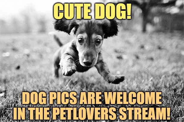 cute dog | CUTE DOG! DOG PICS ARE WELCOME IN THE PETLOVERS STREAM! | image tagged in cute dog | made w/ Imgflip meme maker