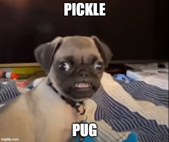 PICKLE; PUG | made w/ Imgflip meme maker