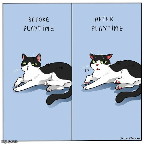 A Cat's Way Of Thinking | image tagged in memes,comics,cats,playing,before and after,pants | made w/ Imgflip meme maker