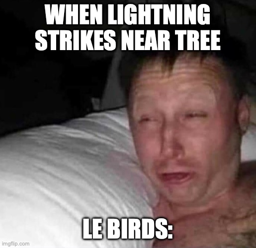 Sleepy guy | WHEN LIGHTNING STRIKES NEAR TREE; LE BIRDS: | image tagged in sleepy guy | made w/ Imgflip meme maker