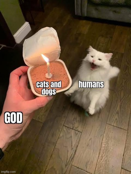 We really needed them | image tagged in wholesome,wholesome content,memes,god,cats,dogs | made w/ Imgflip meme maker