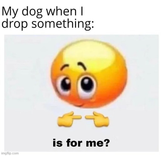 yeah sure eat my meds | image tagged in repost,dogs,memes,funny,is for me,relatable memes | made w/ Imgflip meme maker